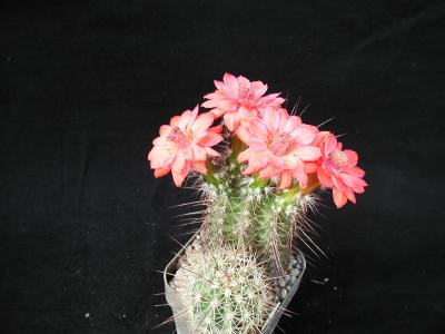 Image fleur rose cactus plante à télécharger gratuitement
