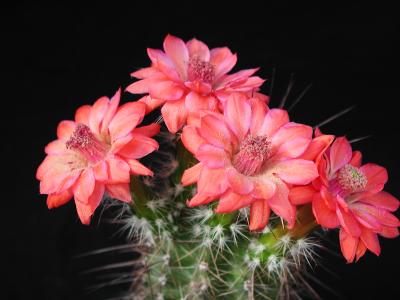 Image fleur rose cactus plante à télécharger gratuitement