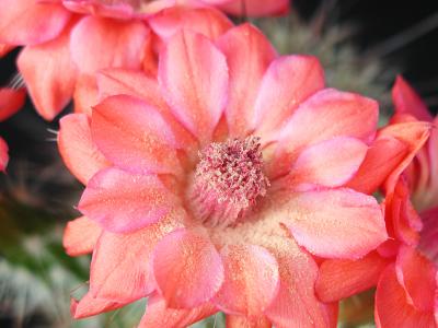Image fleur rose cactus plante à télécharger gratuitement