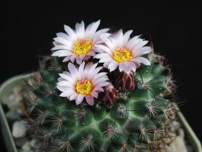 Image fleur cactus plante à télécharger gratuitement