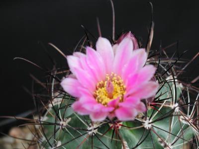 Image fleur cactus plante à télécharger gratuitement