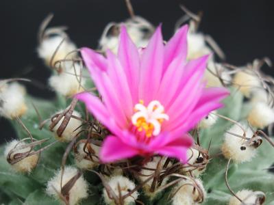 Image fleur cactus plante à télécharger gratuitement