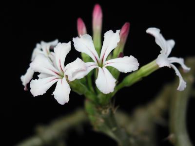 Image fleur plante pétale à télécharger gratuitement