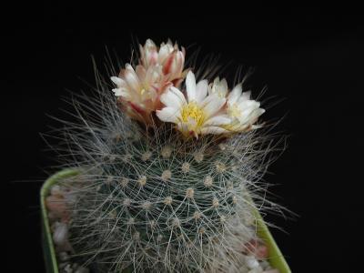 Image fleur cactus plante à télécharger gratuitement