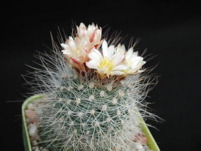 Image fleur cactus plante à télécharger gratuitement