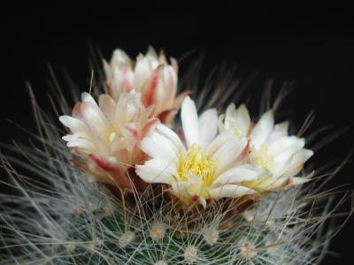 Image fleur cactus plante à télécharger gratuitement