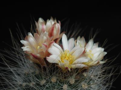 Image fleur cactus plante à télécharger gratuitement