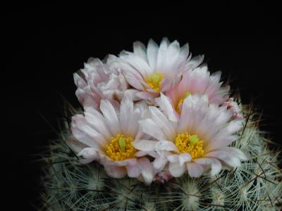 Image fleur cactus plante à télécharger gratuitement