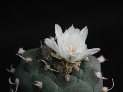 Image fleur cactus plante à télécharger gratuitement