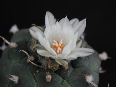 Image fleur cactus plante à télécharger gratuitement