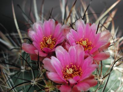 Image fleur cactus plante à télécharger gratuitement