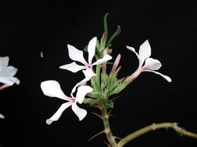 Image fleur plante pétale à télécharger gratuitement