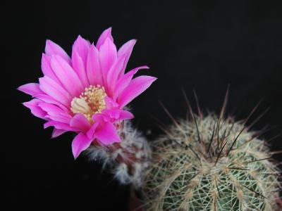 Image fleur cactus plante à télécharger gratuitement