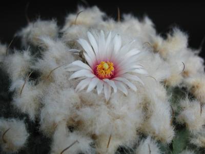 Image fleur cactus plante à télécharger gratuitement