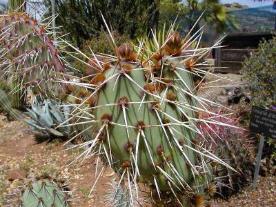 Image fleur cactus plante à télécharger gratuitement