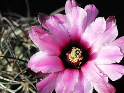 Image fleur cactus plante à télécharger gratuitement