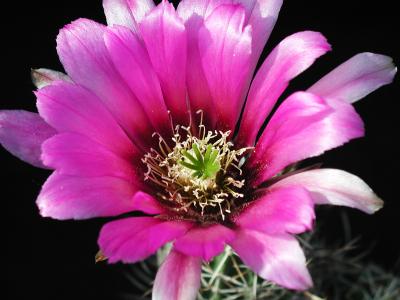 Image fleur cactus plante à télécharger gratuitement