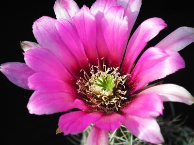 Image fleur cactus plante à télécharger gratuitement