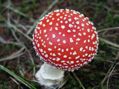 Image rouge champignon blanc à télécharger gratuitement
