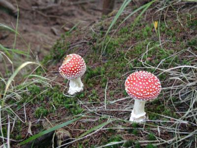 Image rouge champignon blanc à télécharger gratuitement