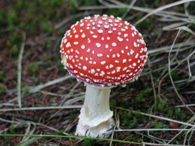 Image rouge champignon blanc à télécharger gratuitement