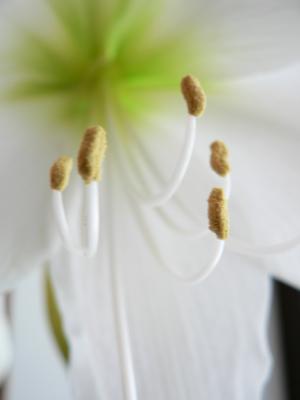 Image fleur blanc pétale à télécharger gratuitement