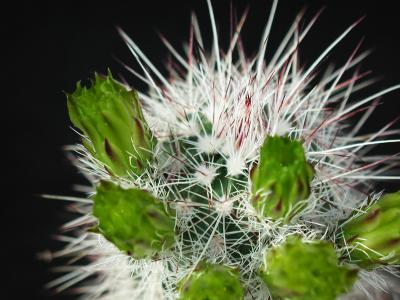 Image fleur cactus plante à télécharger gratuitement