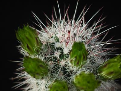 Image fleur cactus plante à télécharger gratuitement