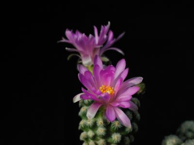 Image fleur cactus plante à télécharger gratuitement