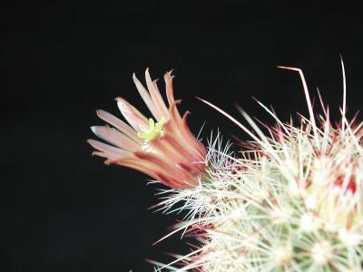 Image fleur cactus plante à télécharger gratuitement