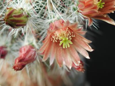 Image fleur cactus plante à télécharger gratuitement