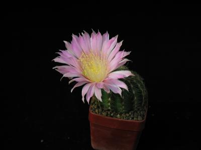 Image fleur cactus plante à télécharger gratuitement