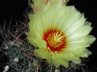 Image fleur cactus plante à télécharger gratuitement