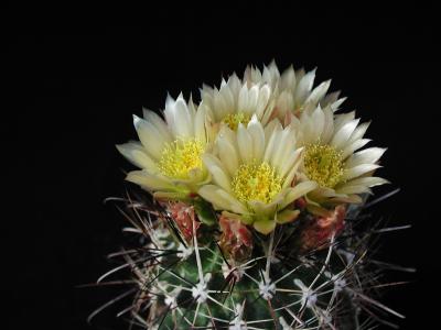 Image fleur cactus plante à télécharger gratuitement