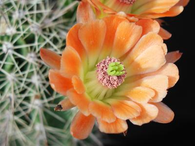 Image fleur cactus plante à télécharger gratuitement