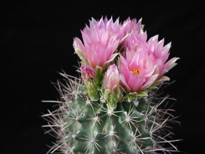 Image fleur cactus plante à télécharger gratuitement
