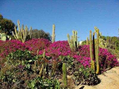 Image fleur ciel cactus plante à télécharger gratuitement