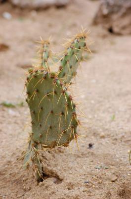 Image cactus sable plante à télécharger gratuitement