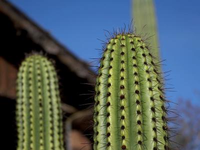 Image cactus plante à télécharger gratuitement