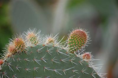 Image cactus plante à télécharger gratuitement