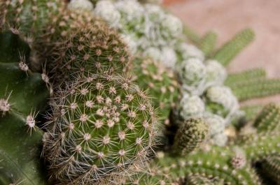 Image cactus plante à télécharger gratuitement