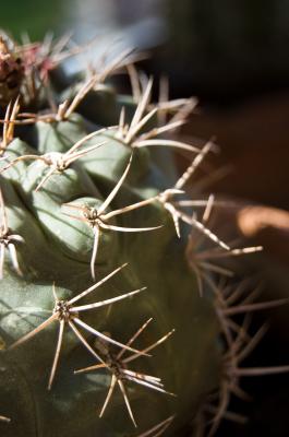 Image cactus plante à télécharger gratuitement