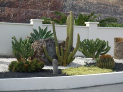 Image jardin cactus plante à télécharger gratuitement
