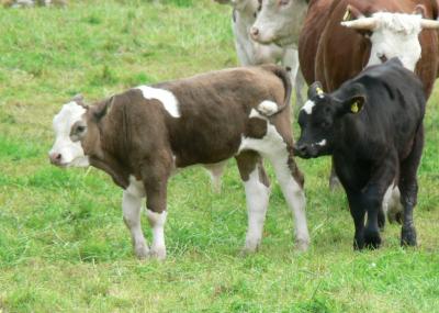 Image animal herbe vache à télécharger gratuitement