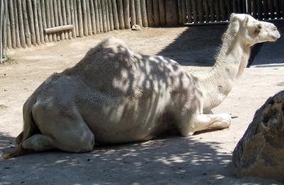 Image animal chameau à télécharger gratuitement