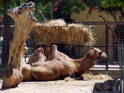 Image animal chameau à télécharger gratuitement