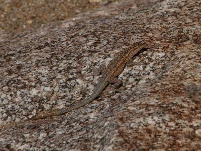 Image animal pierre lézard à télécharger gratuitement