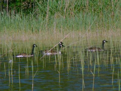 Image animal lac eau canard herbe à télécharger gratuitement