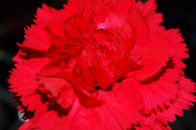 Image fleur rouge plante à télécharger gratuitement