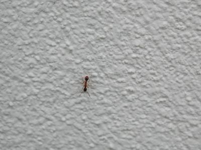Image animal fourmi mur à télécharger gratuitement